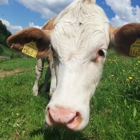 Zickerreith Almhutte *