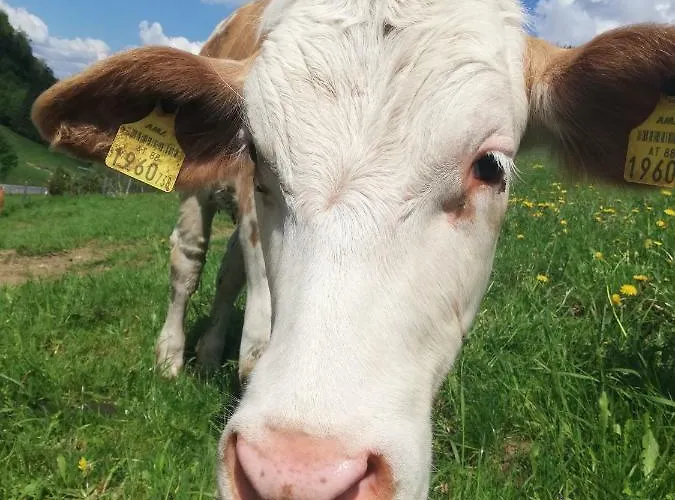 Zickerreith Almhütte *